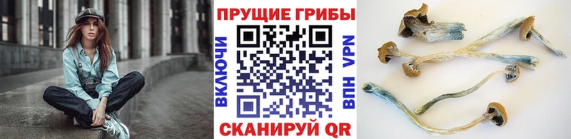 Галлюциногенные грибы GOLDEN TEACHER Новоалтайск